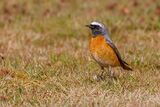Redstart Phoenicurus phoenicurus