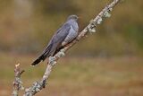 Cuckoo Cuculus canorus