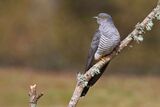 Cuckoo Cuculus canorus