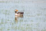 Greylag Goose Anser anser