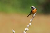 Redstart Phoenicurus phoenicurus