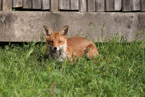 Fox Vulpus vulpus