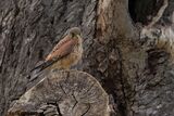 Kestrel Falco tinnunculus