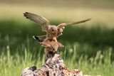 Kestrels Falco tinnunculus