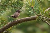 Dartford Warbler Sylvia undata