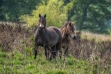 Exmoor Ponies