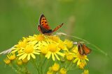 Small Copper and Small Skipper Butterflies