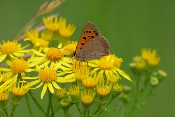 Small Copper Butterfly