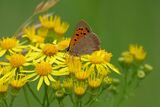 Small Copper Butterfly