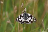 Marbled White Butterfly