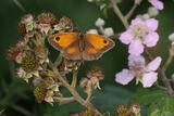 Gatekeeper Butterfly