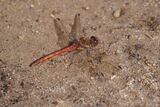 Common Darter Dragonfly Sympetrum striolatum