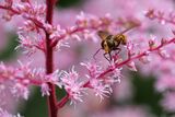 Hornet Mimick Hoverfly