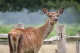 Red Deer Cervus elaphus