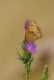 Meadow Brown Butterfly