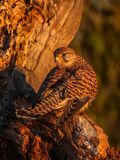 Kestrel Falco tinnunculus