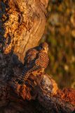Kestrel Falco tinnunculus