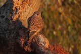 Kestrel Falco tinnunculus