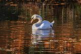 Mute Swan Cygnus olor