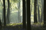 Micheldever Mist