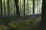 Mist and Bluebells