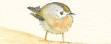 goldcrest