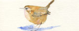 wren