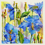 garden blue poppies