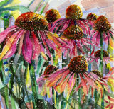 Echinacae Summer