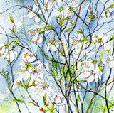 plumblossom22017wdescreenprintsBACKLIGHTmed645