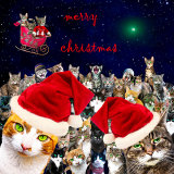 catmas comet