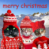 crimble cats