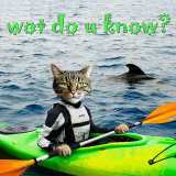 kayak kat