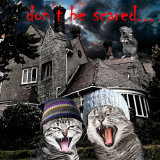 scaredy cats