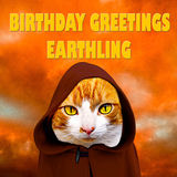 the cat who fell to earth