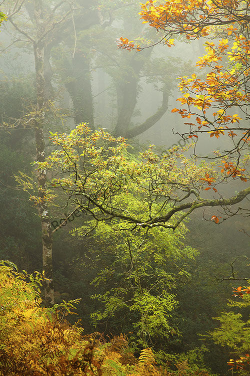 This image is from Horners Wood in a misty morning