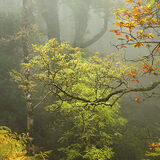 Exmoor Rainforest This image is from Horners Wood in a misty morning