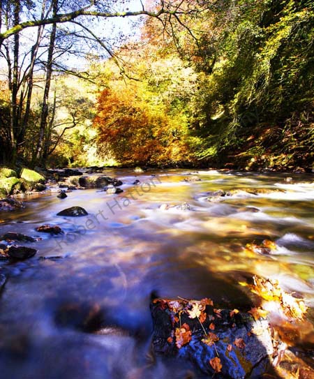 Autumn on the river Barle on Exmoor with the light relected off the river surface