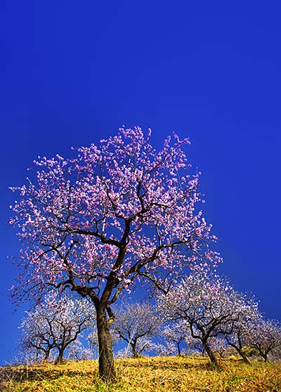 Blossom in Andalusia