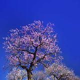 Blossom in Andalusia The almond blossoms run riot on the foot hill of the Sierra Nevada mountains in Spain in February