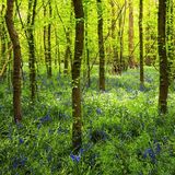 Bluebell Wood