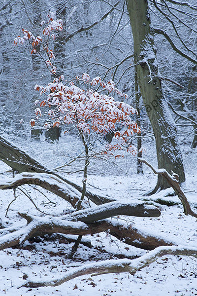 Winter in the Forest