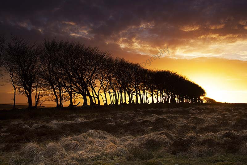 Treeline at Sunset