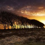 Treeline at Sunset