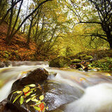 Autumn Run Autmn River image in Horners Wood Exmoor