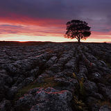 Lone Tree