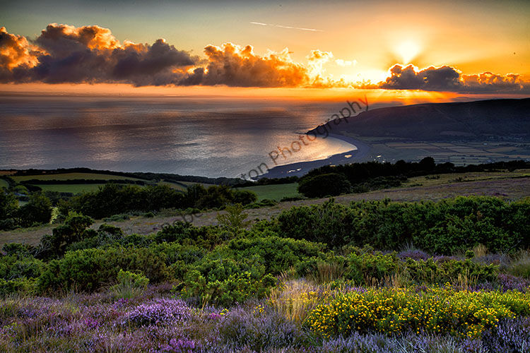 Overlooking Porlock Bay, Exmoor on a August morning with the heather in full bloom