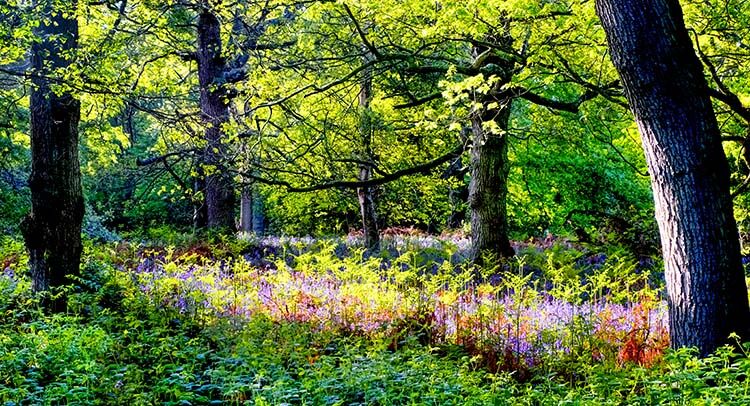 Shut Heath Wood