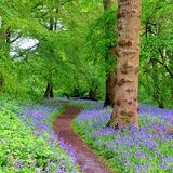 Bluebell Heaven This image is from Shut Heath Wood , Essex a beautiful area on natural interest