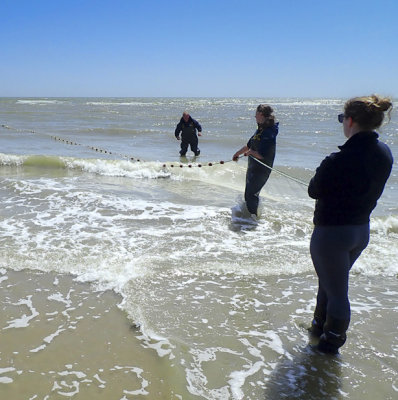 Fish numbers are counted regularly